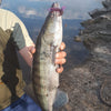 6pc Walking Fish Soft Lure 4.2g 8cm