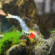 Carregar imagem no visualizador da galeria, 6pc Prawn Lure 7/13/19g 5/7/10cm
