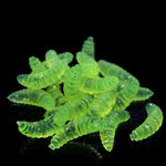 100pc Lifelike Soft Maggot Lure 2cm