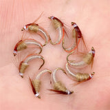 Fly Fishing Lures 3pc/6pc