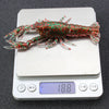 Lobster Fishing Lure 12cm 18g