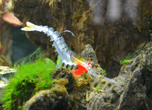 Carregar imagem no visualizador da galeria, 6pc Prawn Lure 7/13/19g 5/7/10cm
